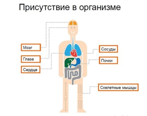 Таурин: користь і шкода, що це за речовина, в яких продуктах міститься