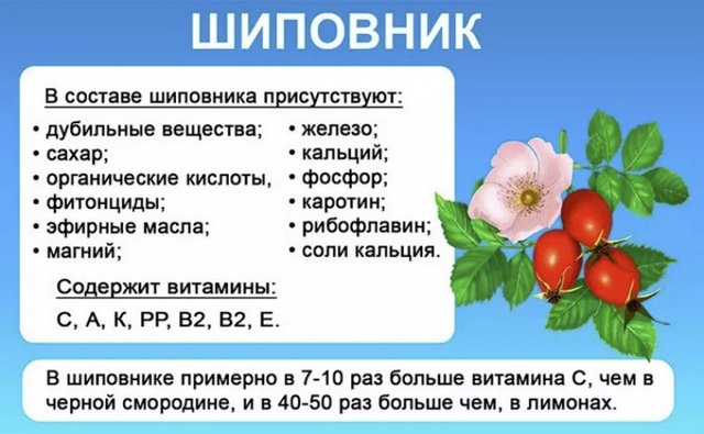 Відвар шипшини: користь і шкода, протипоказання, як приготувати і приймати