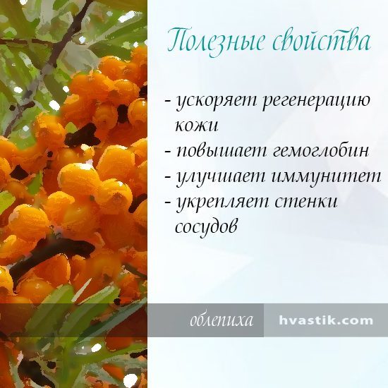 Обліпиха: корисні властивості та протипоказання, застосування, відгуки