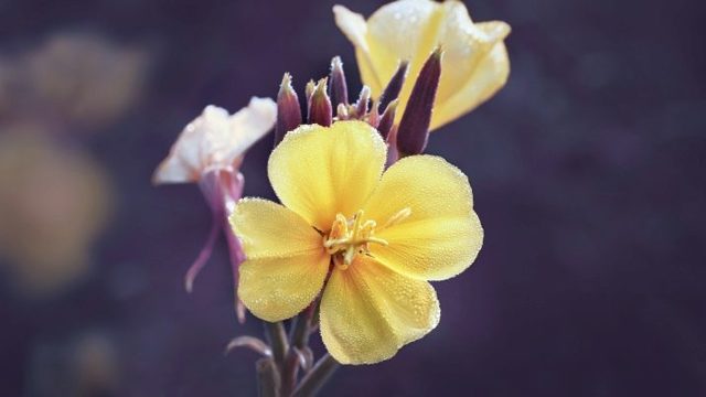 Масло примули вечірньої: користь і шкода, інструкція із застосування, відгуки