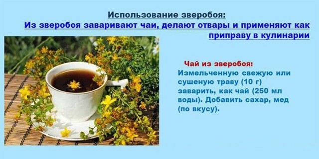 Звіробій: користь і шкода, лікувальні властивості трави і протипоказання, відгуки