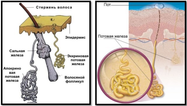 Користь і шкода сауни, як часто відвідувати, чи можна ходити після тренування