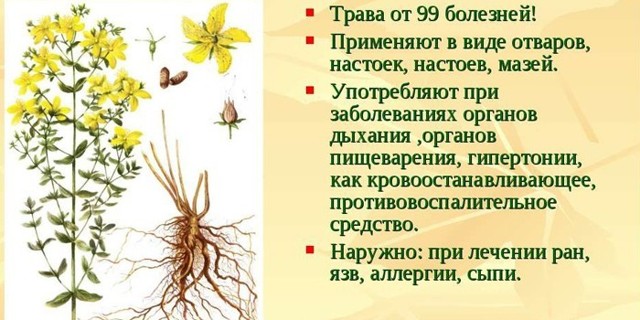 Звіробій: користь і шкода, лікувальні властивості трави і протипоказання, відгуки