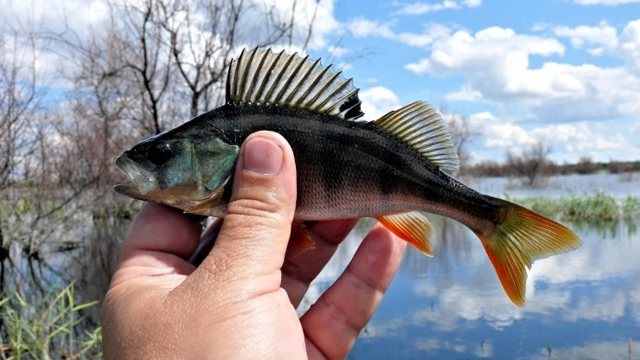 Морський окунь: користь і шкода, фото, як приготувати