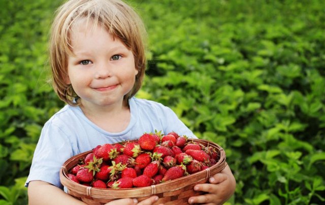 Користь і шкода полуниці для здоров'я, калорійність