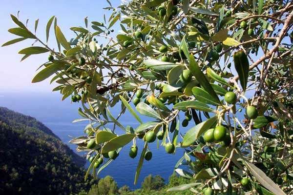 Оливки: користь і шкода для організму, чим відрізняються від маслин, фото