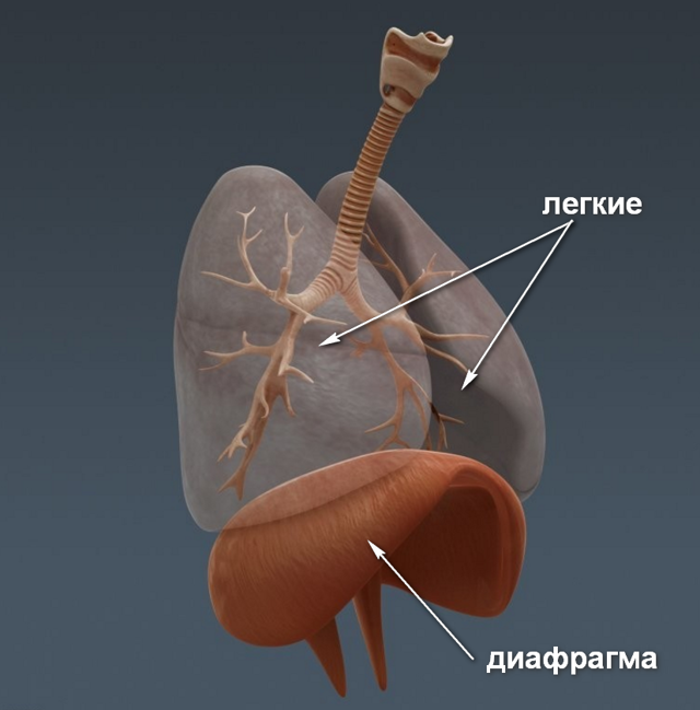 Діафрагмальне дихання: користь і шкода, техніка, вправи, відео