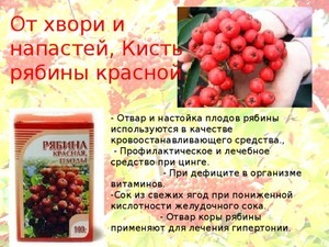 Червона горобина: корисні властивості та протипоказання, рецепти, застосування