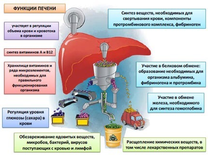 Вітаміни для печінки: при цирозі, для відновлення, очищення та жовчного міхура