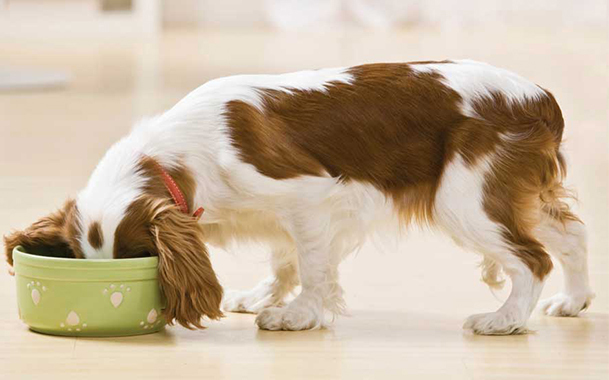 Вітаміни для вагітних собак: відгуки, які давати дрібним, великим і середнім породам