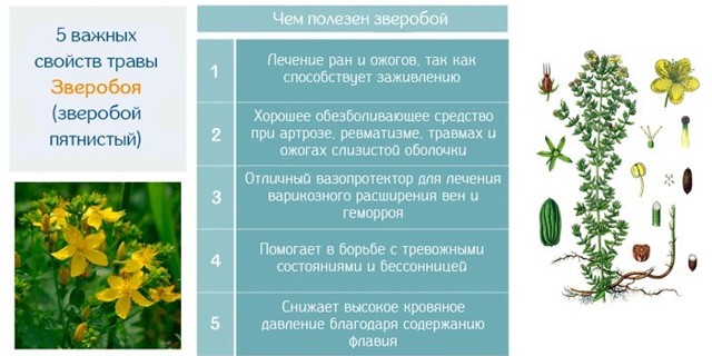 Звіробій: користь і шкода, лікувальні властивості трави і протипоказання, відгуки