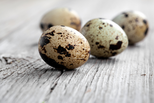 Перепелині яйця: користь і шкода, як приймати