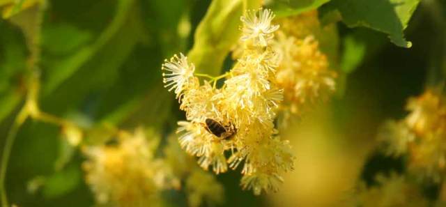 Які хвороби лікує липовий мед?