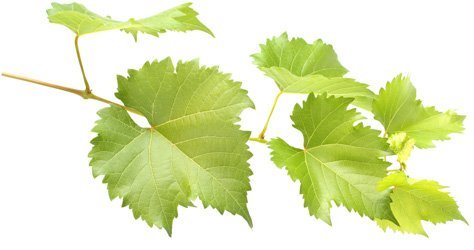 Виноградне листя: користь і шкода, рецепти з фото і відео