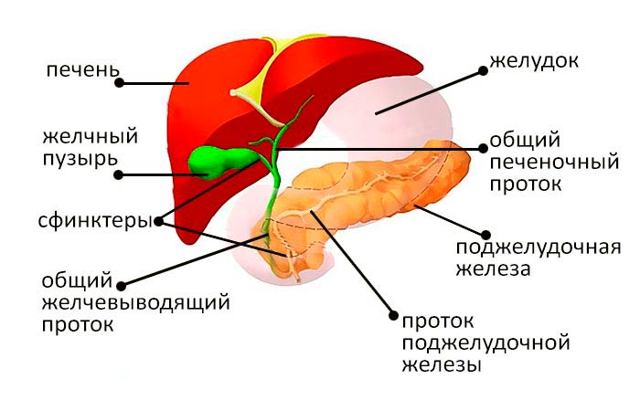 Салат рукола: користь і шкода