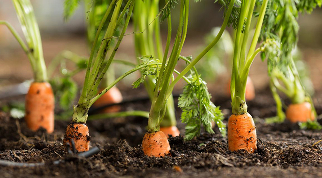 Морквяна бадилля: користь і шкода, лікувальні властивості, протипоказання, відгуки