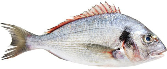 Риба дорадо: користь і шкода, фото, як приготувати