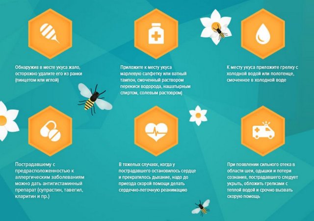 Укус бджоли: користь і шкода, перша допомога, лікування бджолиною отрутою