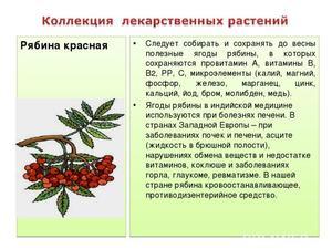 Червона горобина: корисні властивості та протипоказання, рецепти, застосування