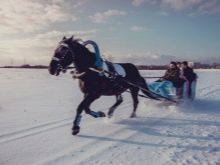 Користь і шкода верхової їзди на конях, відео уроки, екіпірування