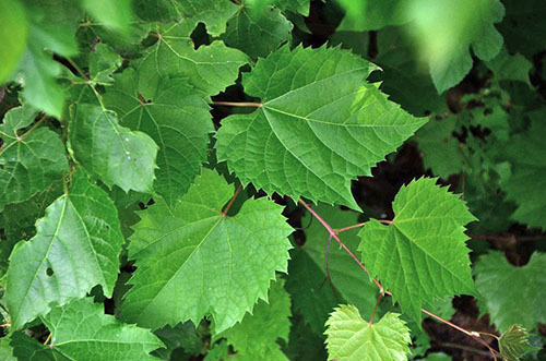 Виноградне листя: користь і шкода, рецепти з фото і відео