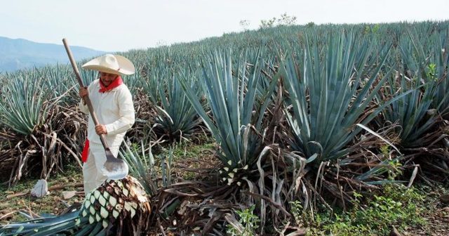 Сироп агави: користь і шкода, калорійність, глікемічний індекс, відгуки