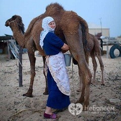 Верблюже молоко: користь і шкода, застосування, склад, відгуки