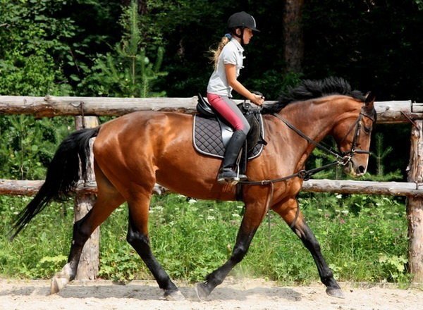 Користь і шкода верхової їзди на конях, відео уроки, екіпірування