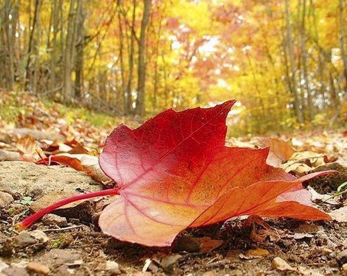 Користь і шкода клена, лікувальні властивості, застосування