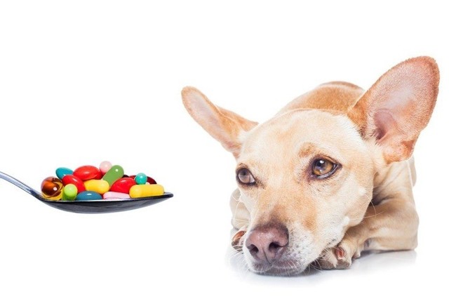 Вітаміни для вагітних собак: відгуки, які давати дрібним, великим і середнім породам
