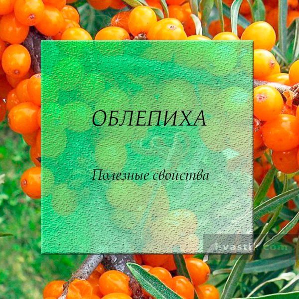 Обліпиха: корисні властивості та протипоказання, застосування, відгуки