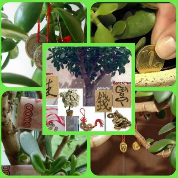 Грошове дерево (толстянка): користь і шкода, лікувальні властивості, відгуки