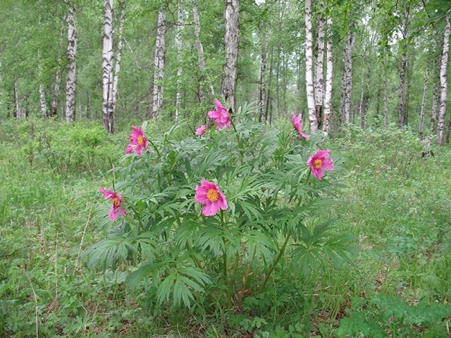 Настоянка півонії: користь і шкода, інструкція із застосування, відгуки лікарів