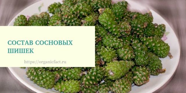 Користь і шкода соснових шишок, лікувальні властивості, протипоказання, відгуки