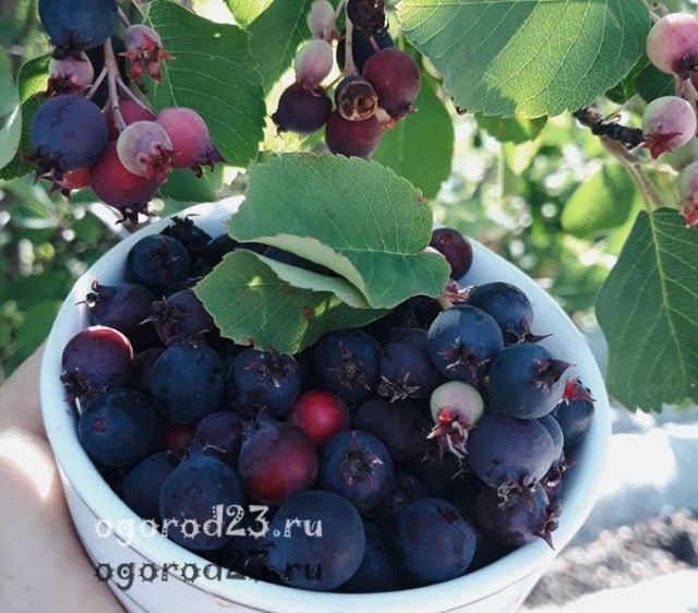 Ірга: корисні властивості ягоди, протипоказання і фото