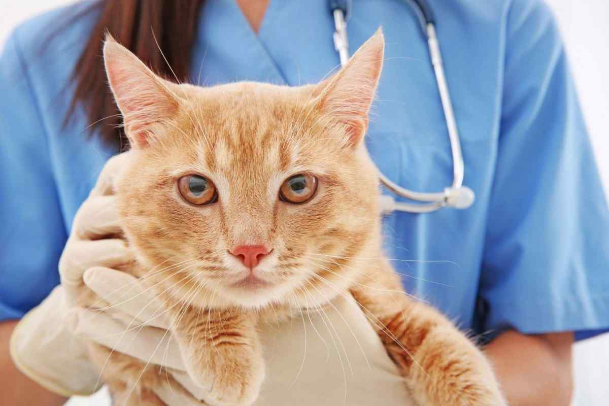 Симптомы аллергии у кошек и когда необходима помощь ветеринара