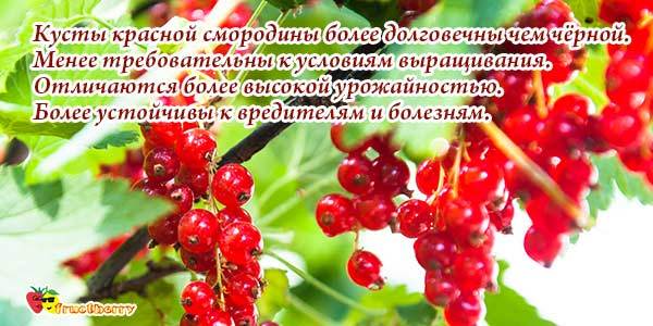 Червона смородина: користь і шкода для здоров'я, властивості, калорійність