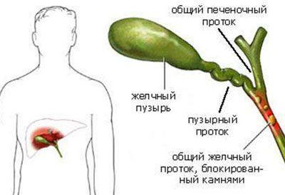 Дріжджі: користь і шкода для організму людини, склад, види, застосування