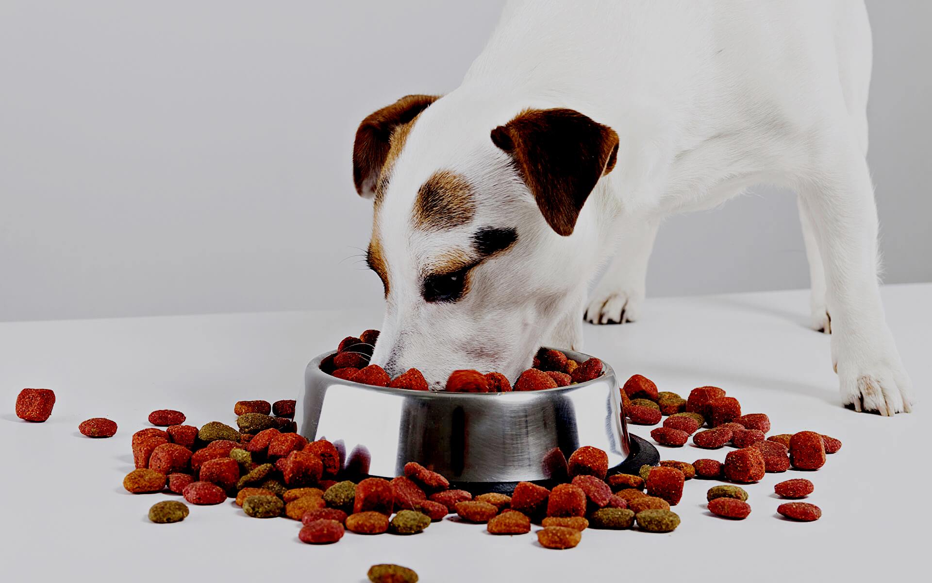 недостатки в сухом питании для собак