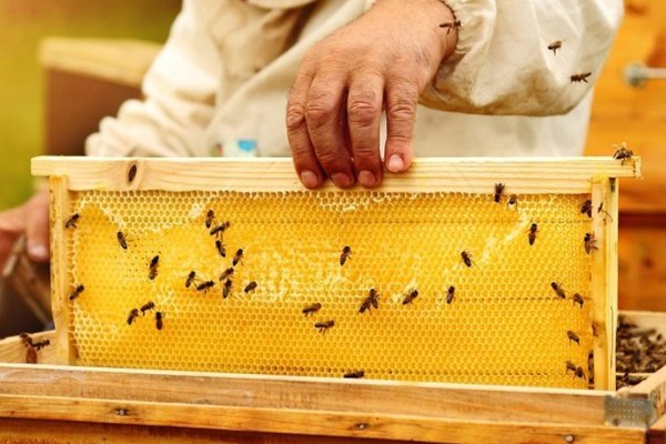 Улей - это качественный инвентарь пчеловода от производителя