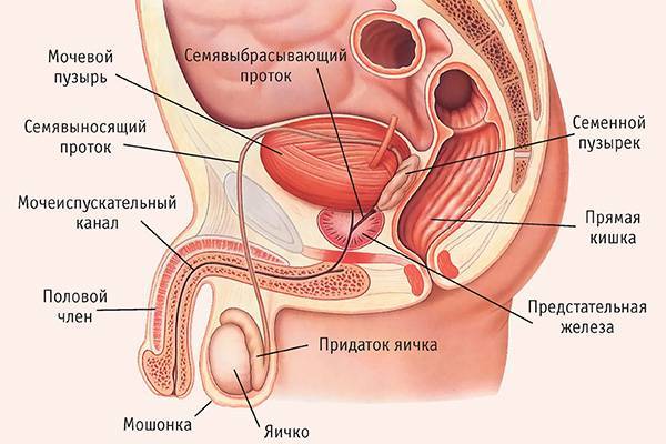 Масаж простати: користь і шкода, як робити в домашніх умовах, відгуки