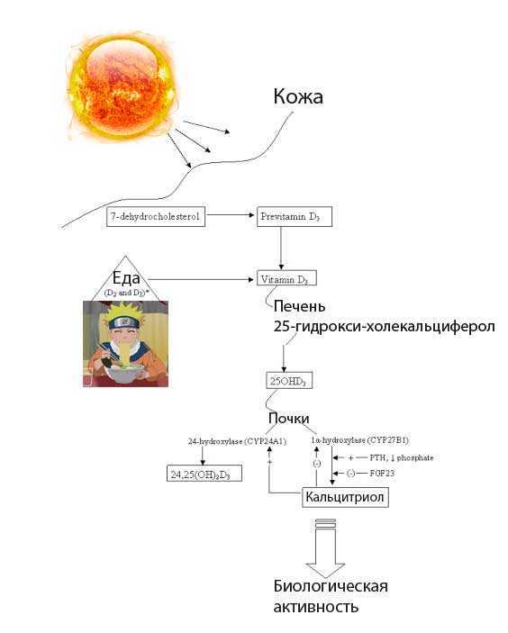 Користь і шкода вітаміну Д, в яких продуктах міститься, який краще, відгуки