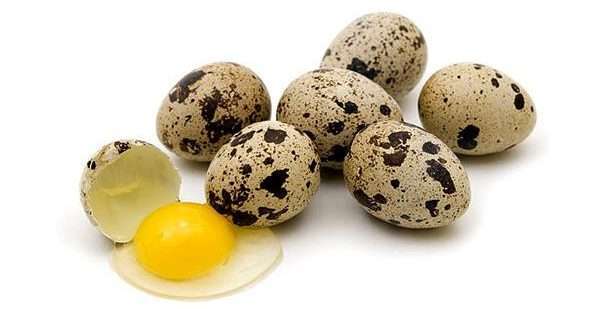 Перепелині яйця: користь і шкода, як приймати