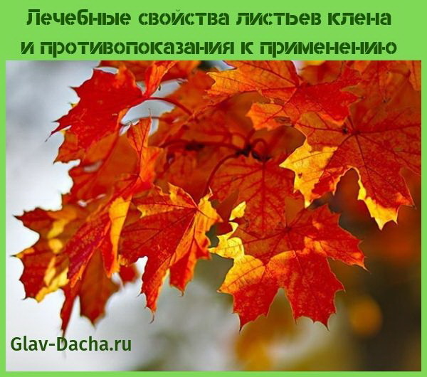 Користь і шкода клена, лікувальні властивості, застосування