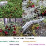 Брусниця: лікувальні та корисні властивості, протипоказання