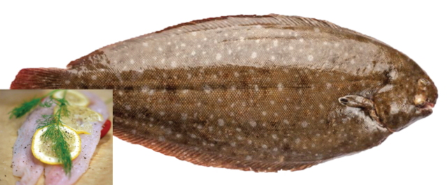 Риба морська мова: користь і шкода, калорійність, рецепти з фото