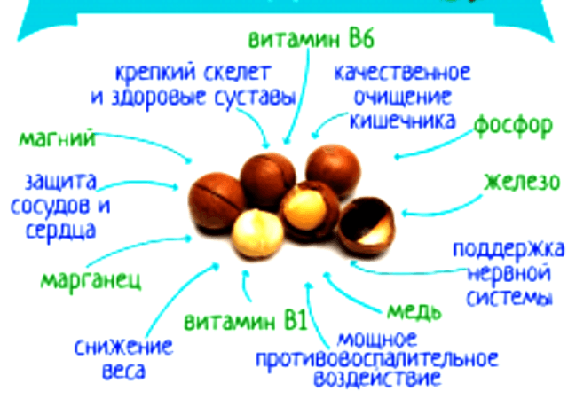 Горіх макадамія: користь і шкода, відгуки та фото