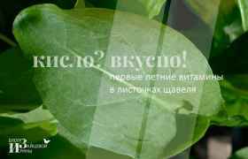 Користь і шкода креветок для організму, калорійність, як правильно варити