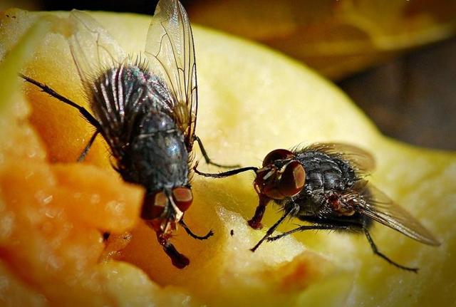 Позбутися від мух в будинку: як швидко знищити без хімії, народні та хімічні засоби