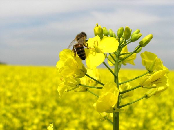 Ріпаковий мед: користь і шкода, лікувальні властивості, опис, фото